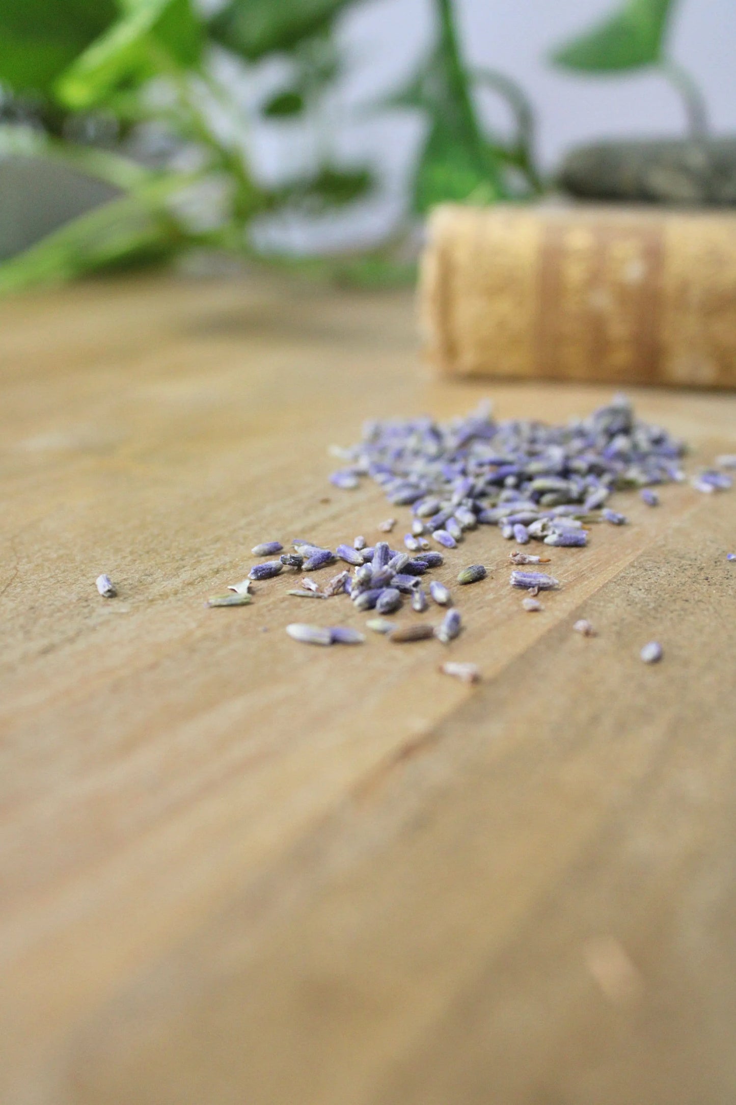 Organic French Lavender