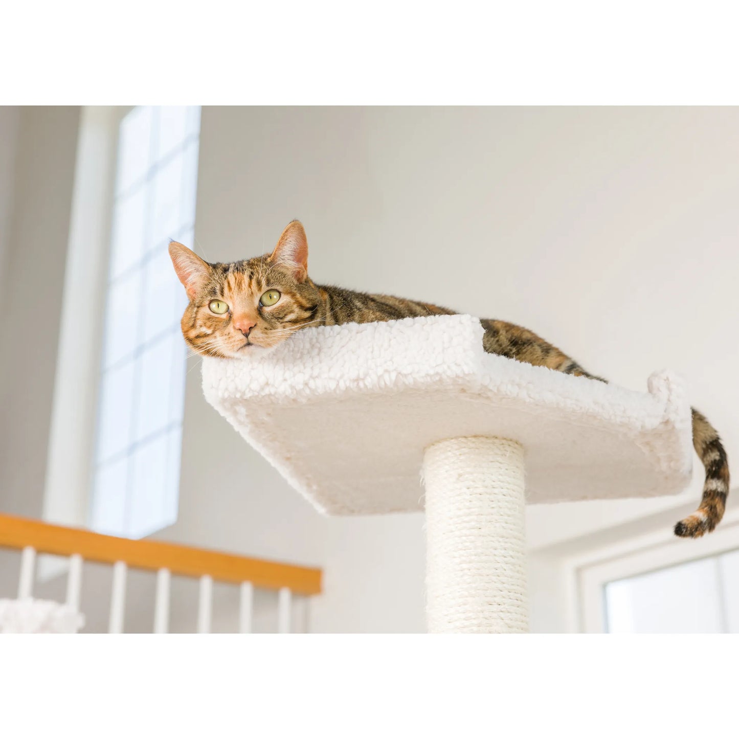 Real Wood B8201 Classic  Ivory Cat Tree Multi Levels W Ramp