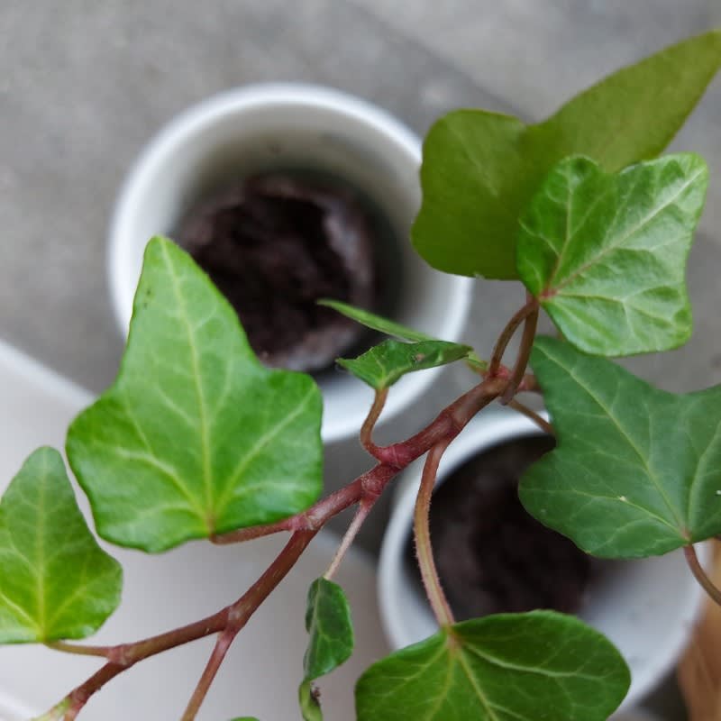 Pack of 10 Tree Kit Cups, We Plant 100 More Trees-2