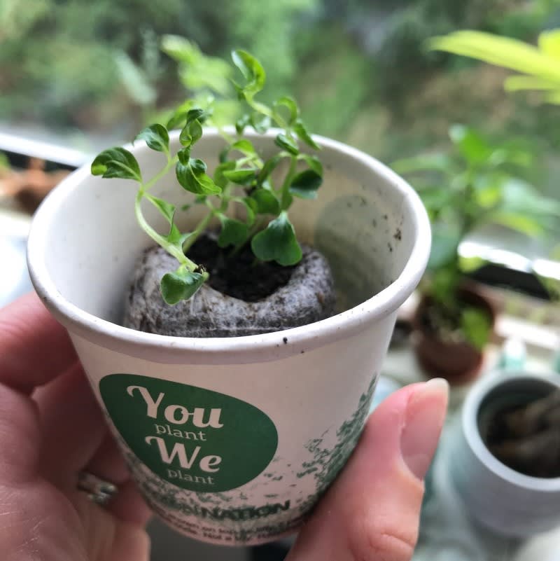 Pack of 10 Tree Kit Cups, We Plant 100 More Trees-1